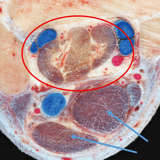 Gaffelbånd - anatomisk overblik