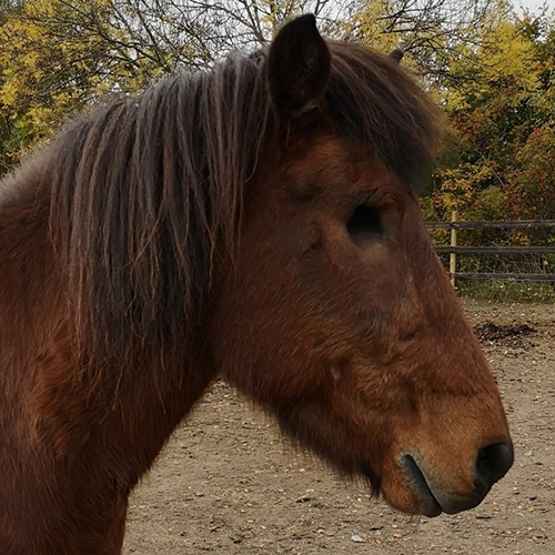 Hest som har fået foretaget enukleation