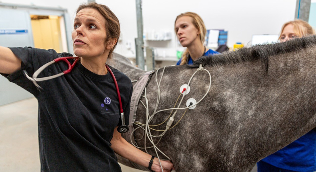 Hest med elektroder Hest med elektroder